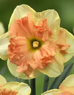 Нарцис (Narcissus) Vanilla Peach